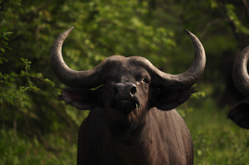 Buffalo