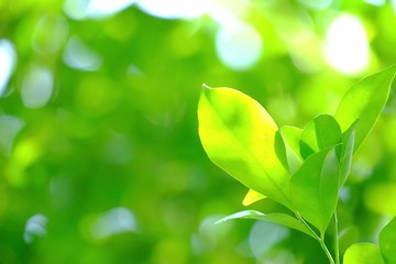 Tropical tree leaves growing in botanical garden with warm light and bokeh,green nature background 