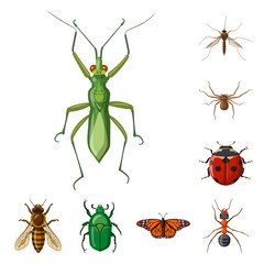 Vector design of insect and fly symbol. Collection of insect and element stock symbol for web.
