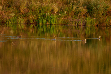 Brood Great Crested Grebe - on a lake on a steppe pond. Summer morning view landscape. Vinnitsa region Ukraine.