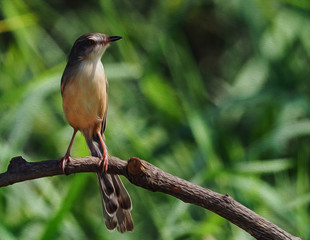 oil paint bird on the tree.