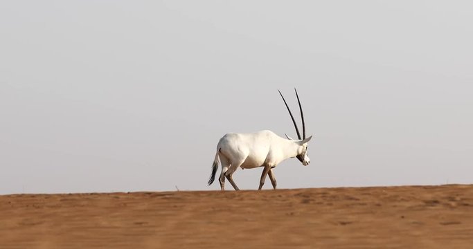 Endangered white Arabian oryx (Oryx leucoryx) in Dubai Desert Conservation Reserve desert landscape on a sunny day. Dubai, United Arab Emirates.