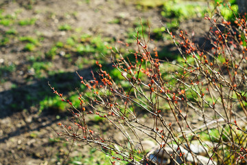 Spring leaves on a Japanese spirea bush