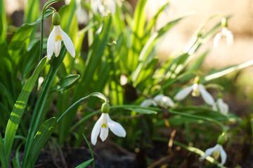 White snowdrops lit by the sun