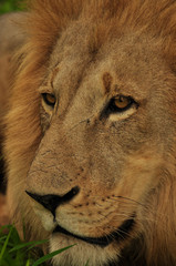 Lion Male