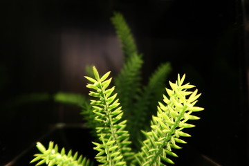 Green fake leaves, Reflection on black glass, blurred image