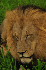 Lion Male Sleeping