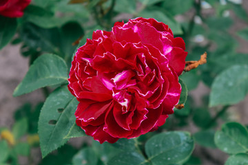 Beautiful  roses background