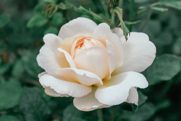 Fototapeta na wymiar Beautiful roses background