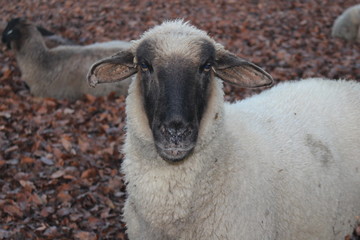 Portrait eines Schaf
