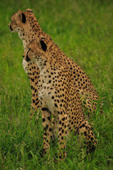 Cheetah Males