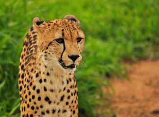 Naklejka na ściany i meble Cheetah Female