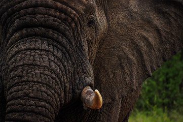 Elephant Half Face Portrait