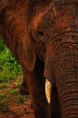 Elephant Half Face Portrait