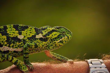 Chameleon Close Up