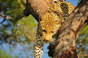 Leopard Climbing Down