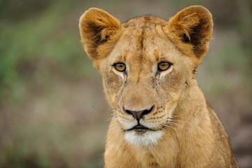 Naklejka na ściany i meble Lion (panthera leo) juvenile. South Africa