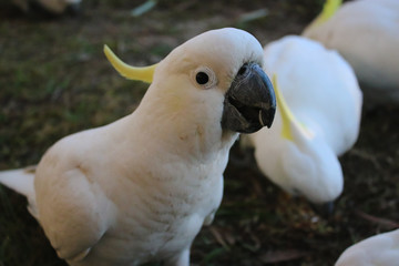 The Sulphur-crested Cockatoo (Cacatua galerita) 