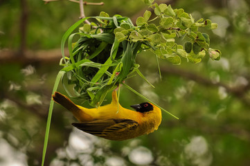 Masked Weaver Building Nest