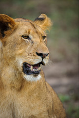 Lion (panthera leo) juvenile. South Africa