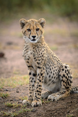 Naklejka na ściany i meble Cheetah (Acinonyx jubatus) juvenile. South Africa