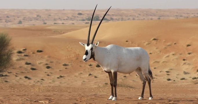 Endangered white Arabian oryx (Oryx leucoryx) in Dubai Desert Conservation Reserve desert landscape on a sunny day. Dubai, United Arab Emirates.