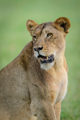 Obraz na płótnie Canvas Lion (panthera leo). South Africa