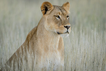 Lion (panthera leo). South Africa