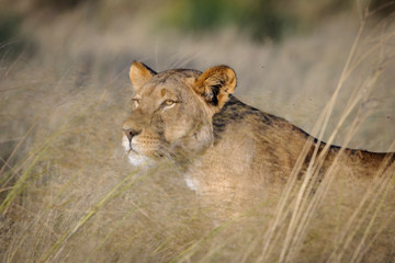 Lion (Panthera leo). South Africa