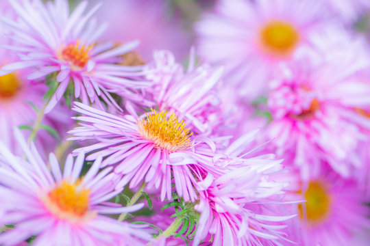 Pink aster flowers in the garden