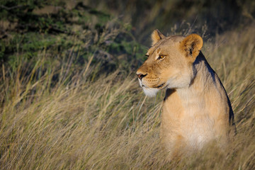 Fototapeta na wymiar Lion (Panthera leo). South Africa