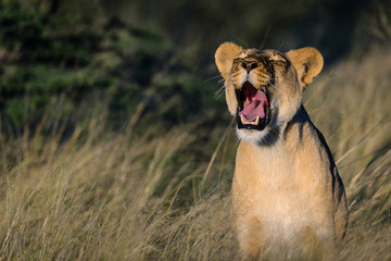 Lion (Panthera leo). South Africa