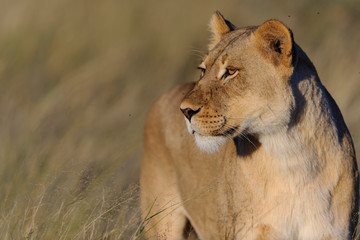 Lion (Panthera leo). South Africa