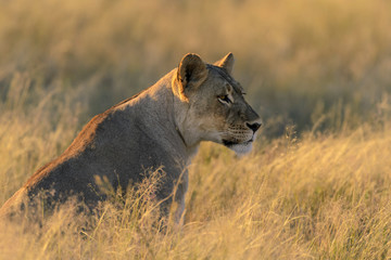 Lion (Panthera leo). South Africa