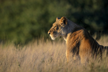 Lion (Panthera leo). South Africa