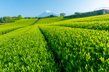 mt fuji and tea plantation landscape