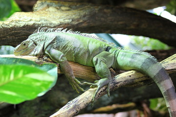 Grüner Leguan auf einem Ast