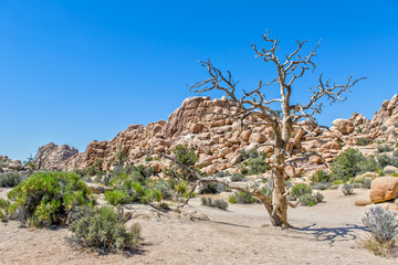 Impression of Joshua Tree National Park in California