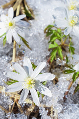 The first flowers are snowdrops. Spring flowers through melting snow