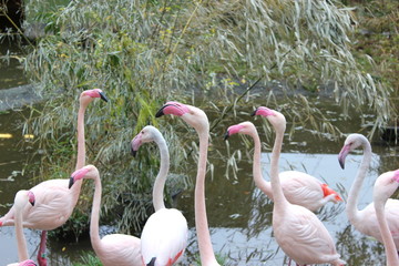 Mehrere Flamingos in einer Kolonie