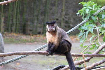 Kapuzineraffe in einem Zoo