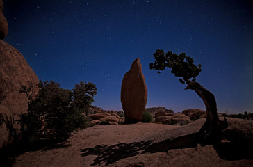 The Stars over Joshua Tree National Park in California
