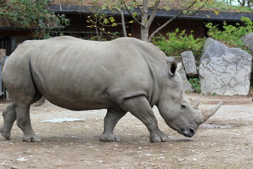 Nashorn: Südliches Breitmaulnashorn in einem Zoo