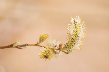 Blooming willow branch