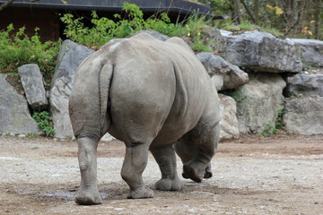 Nashorn: Südliches Breitmaulnashorn in einem Zoo