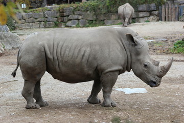 Nashorn: Südliches Breitmaulnashorn in einem Zoo