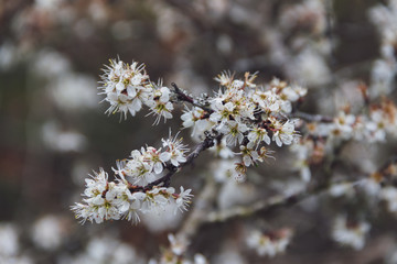 bourgeons