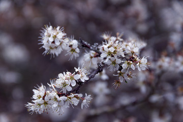 bourgeons
