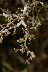 bourgeons