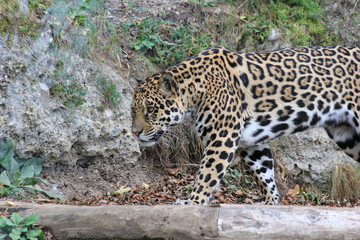 Jaguar in einem Zoo